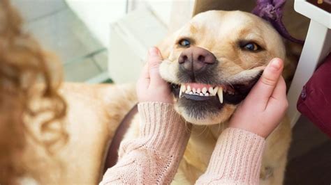 Dog teeth cleaning cost. Things To Know About Dog teeth cleaning cost. 
